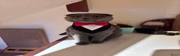 Scottish Fold cats for stud: Blue Scottish fold available for stud  - Advert 24