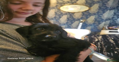 Doxiepoo dogs - Advert 2