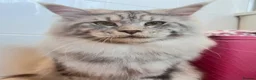 Maine Coon cats for stud: BEST MC KITTEN 2024 - BLACK SILVER CLASSIC TABBY in Flint - Advert 3