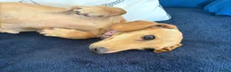 Miniature Dachshund dogs for sale: Smooth haired female mini dachshund pup - Advert 4