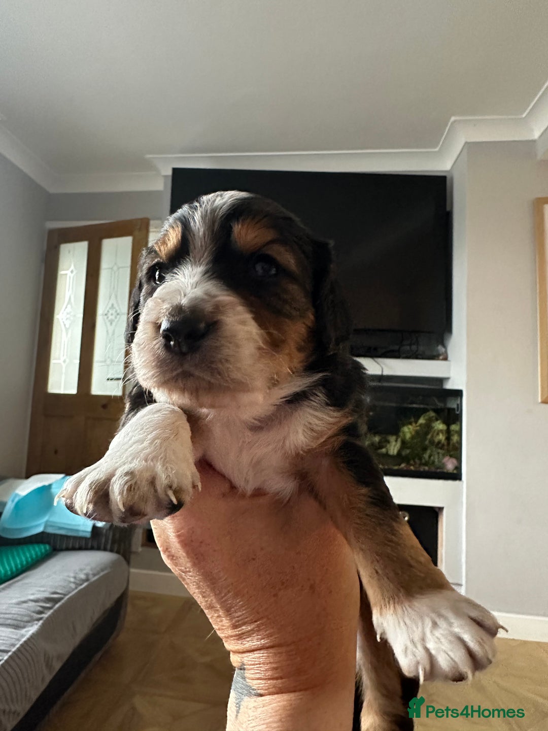 Mixed Breed dogs for sale: Border doodle - Image 16