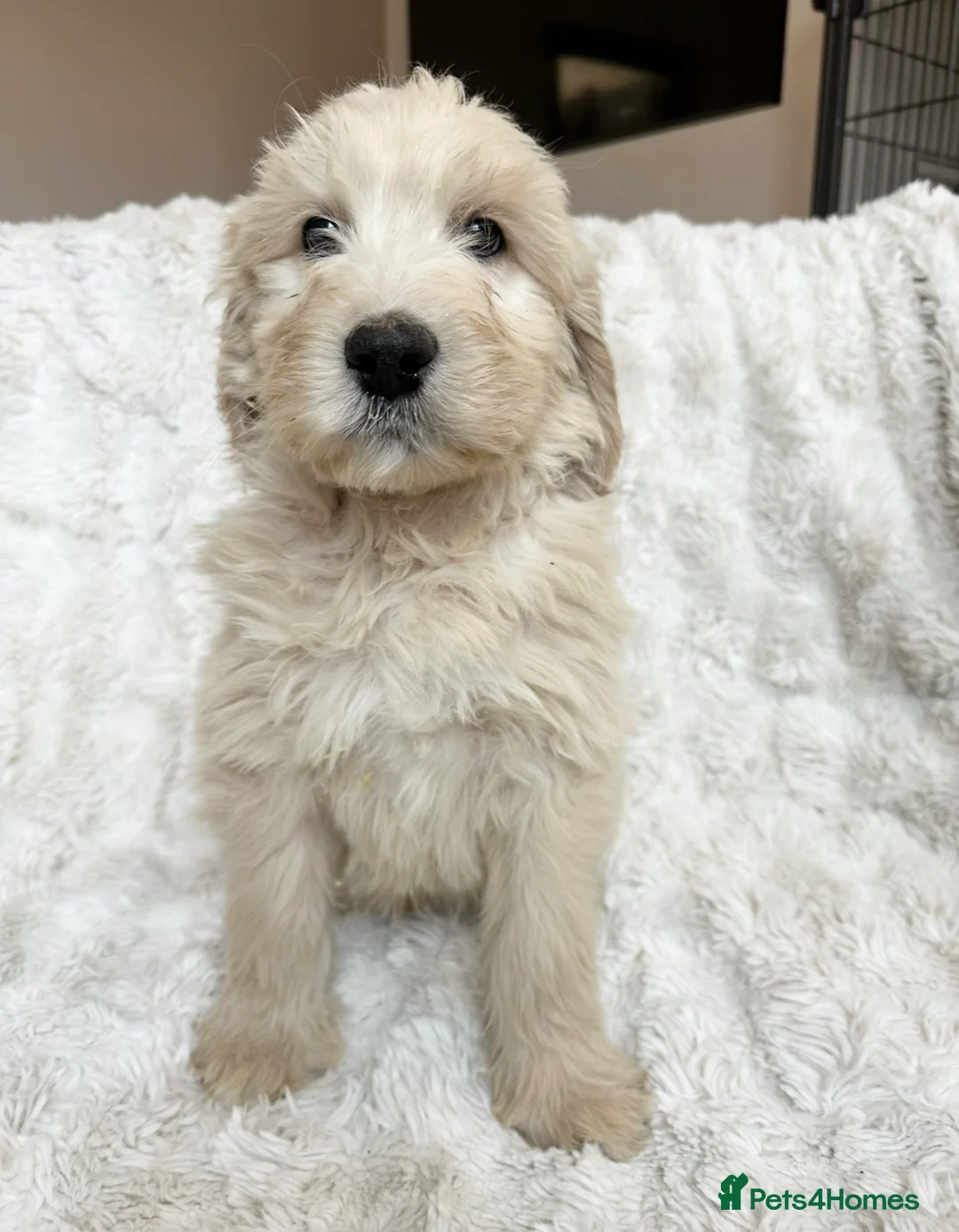 Goldendoodle dogs for sale: Big chunky doodles looking for homes  - Advert 11