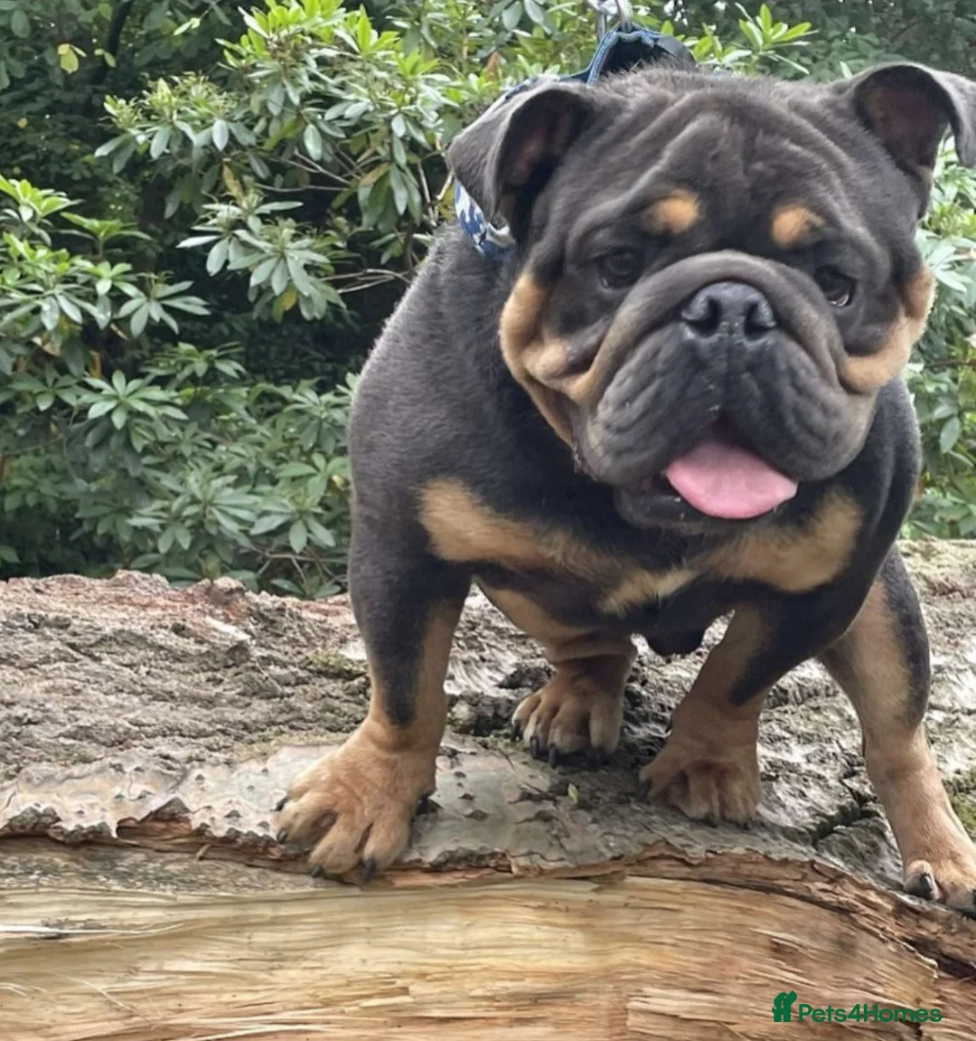 English Bulldog dogs for stud: English bulldog stud British bulldog  in Birkenhead - Advert 3