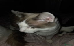 Ragdoll cats for sale: Ragdoll cross - Image 4