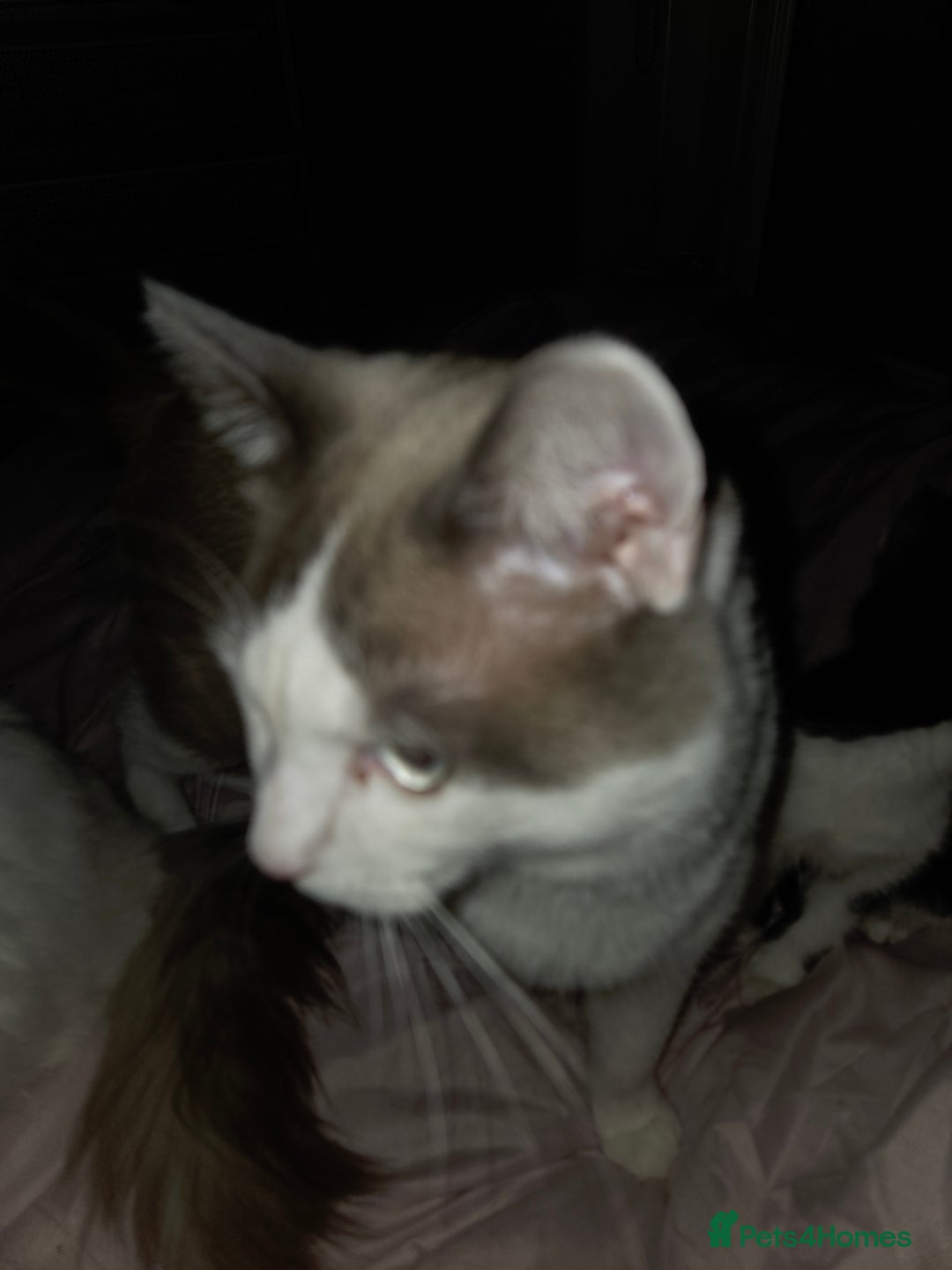 Ragdoll cats for sale: Ragdoll cross - Image 4