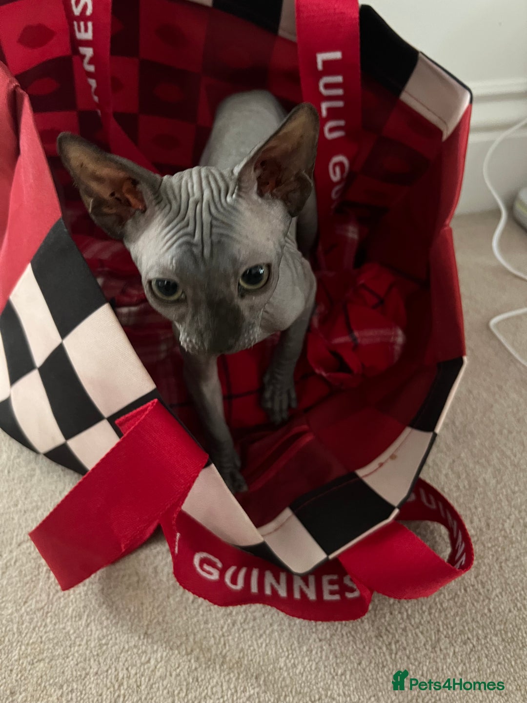 Sphynx cats for sale: Dark grey canadian sphynx boy for sale  - Image 3