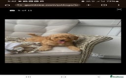 Toy Poodle dogs for sale: Toy Poodle  - Image 4