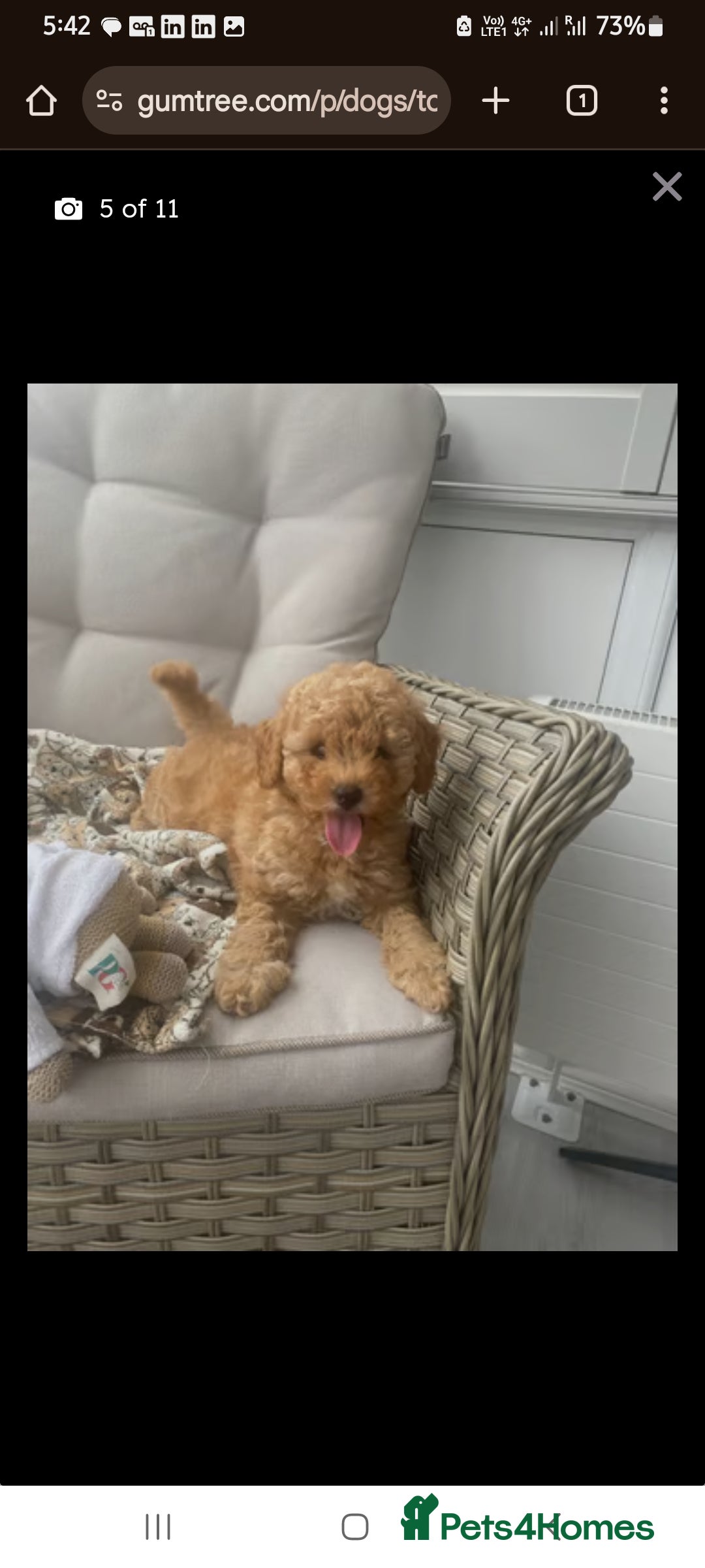 Toy Poodle dogs for sale: Toy Poodle  - Image 4