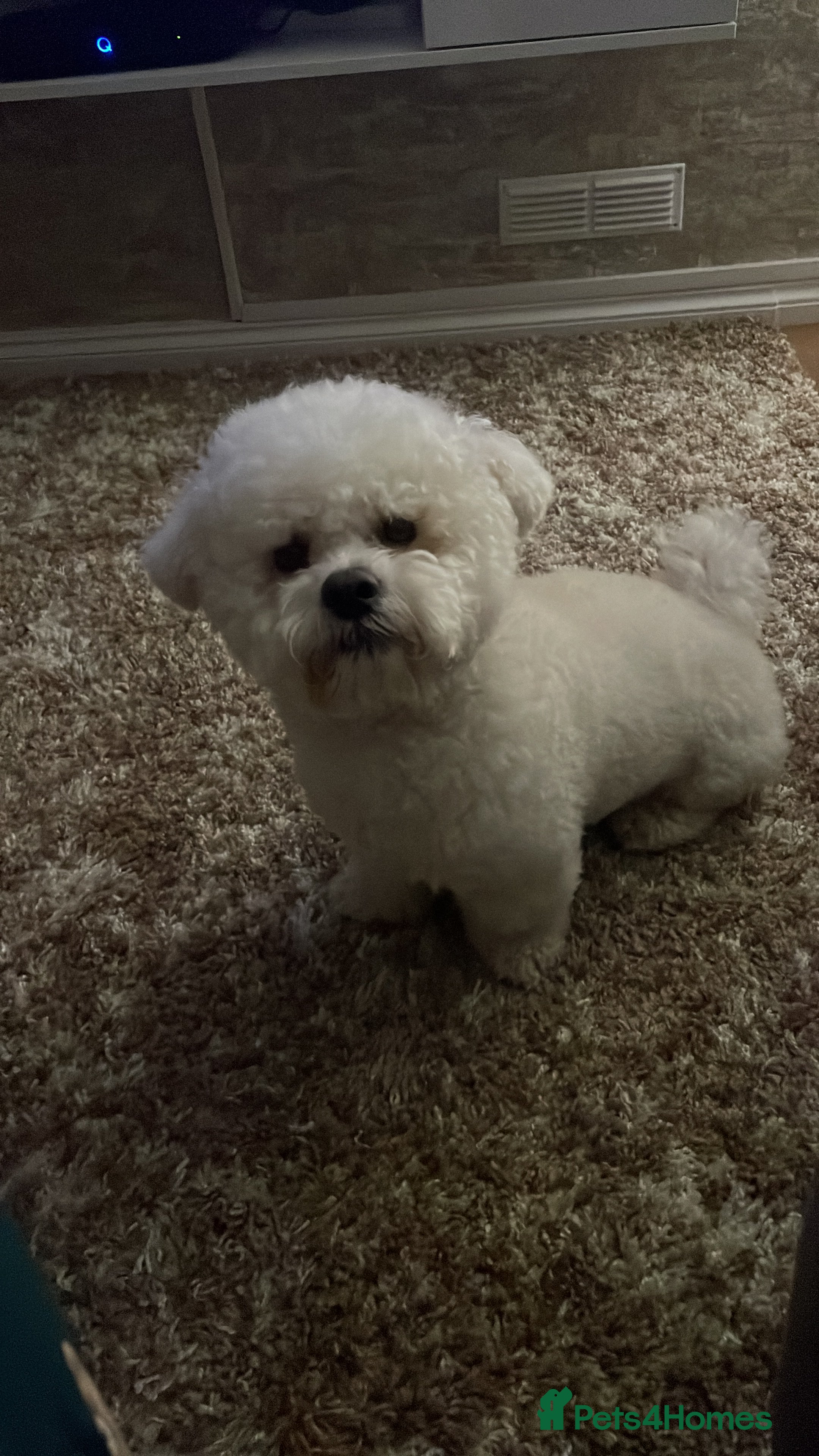 Bichon Frise dogs Bichon for stud - Advert 1