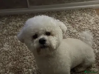 Bichon Frise dogs Bichon for stud - Advert 1