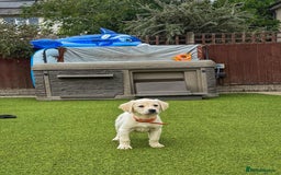 Goldador dogs for sale: Stunning litter of Goldador Puppies  - Image 14