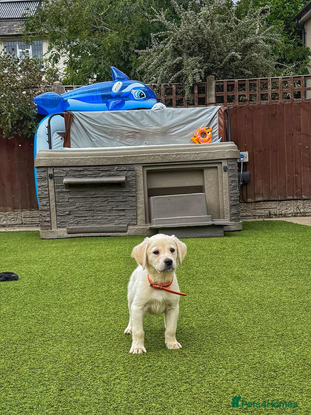 Goldador dogs for sale: Stunning litter of Goldador Puppies  - Image 14