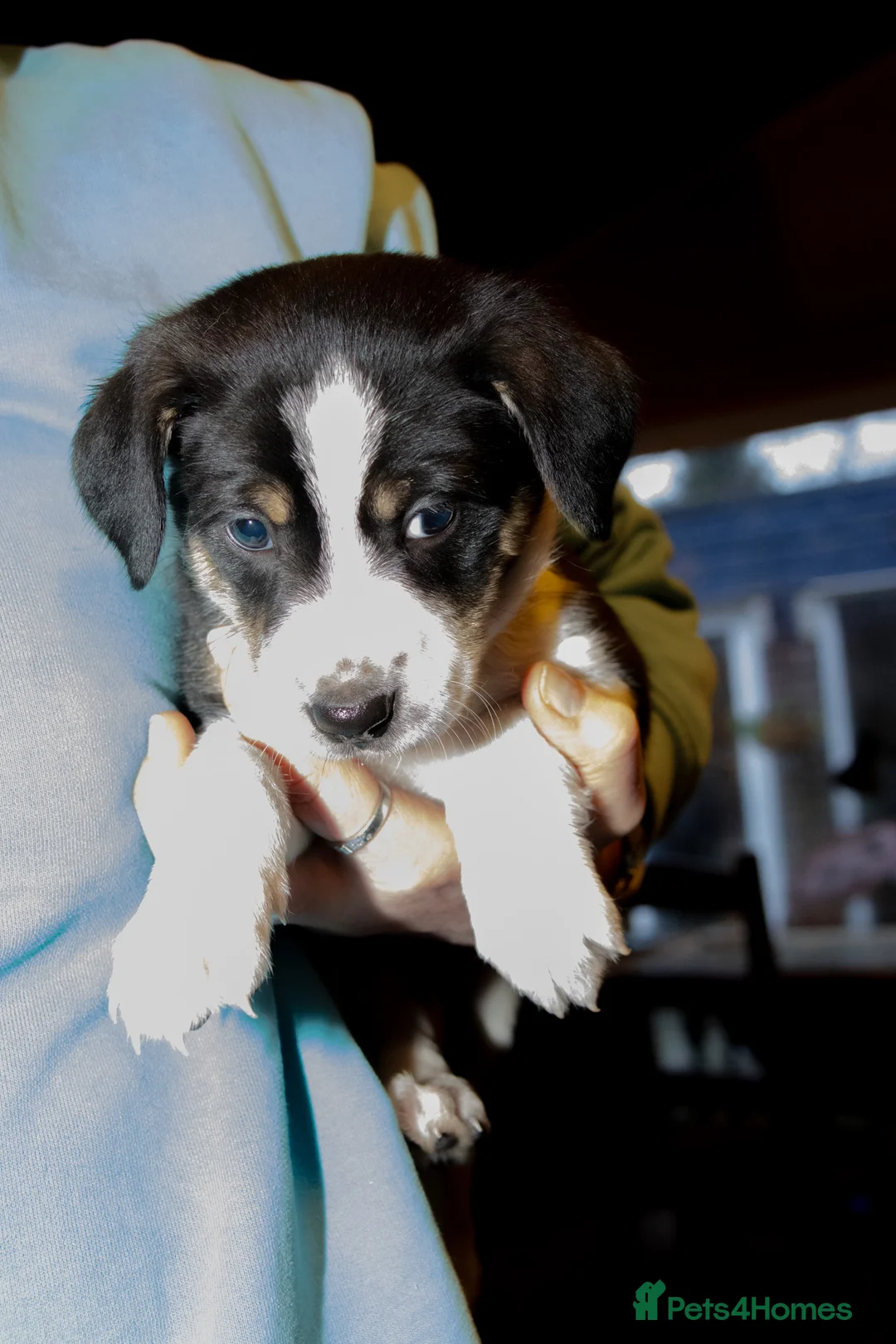 Welsh Collie dogs for sale: Beautiful Welsh Collie Sheepdog Puppies for Sale - Advert 5