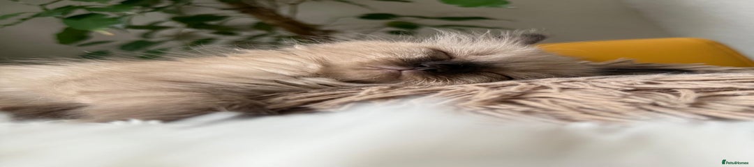 Ragdoll Kitten 3
