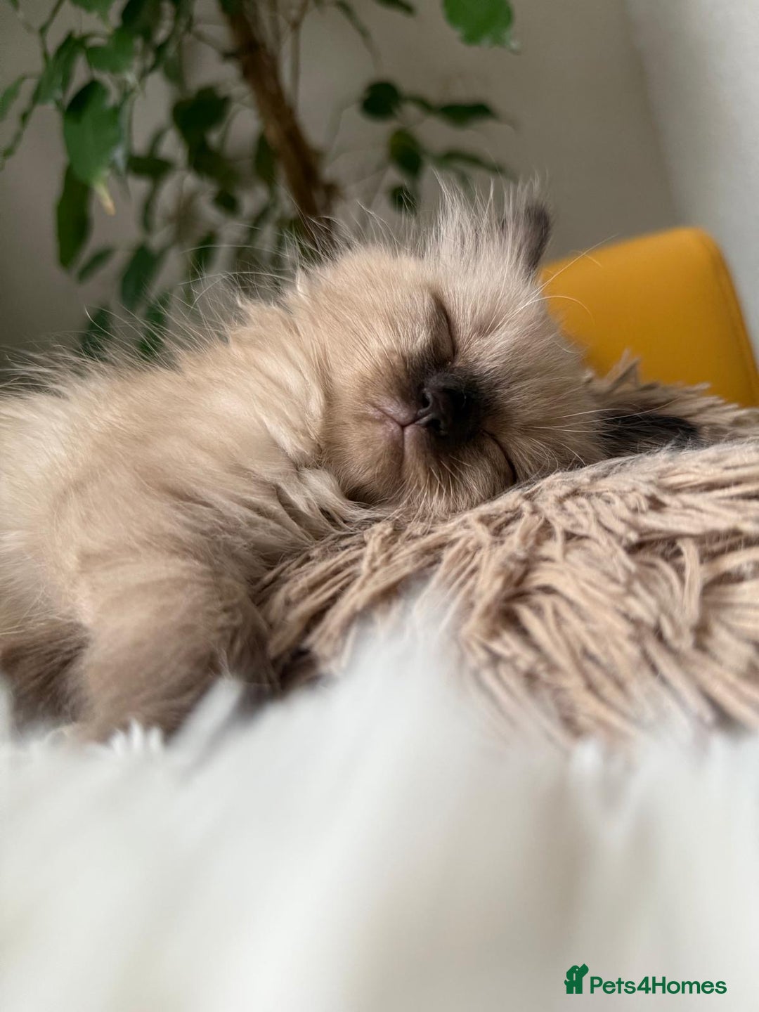 Ragdoll cats for sale: Ready now🧡 Fantastic 4 💛💙pure Ragdoll kittens🩵 - Image 1