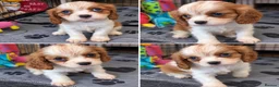 Cavalier King Charles Spaniel dogs for sale: Last beautiful boy left! Reduced - Advert 12