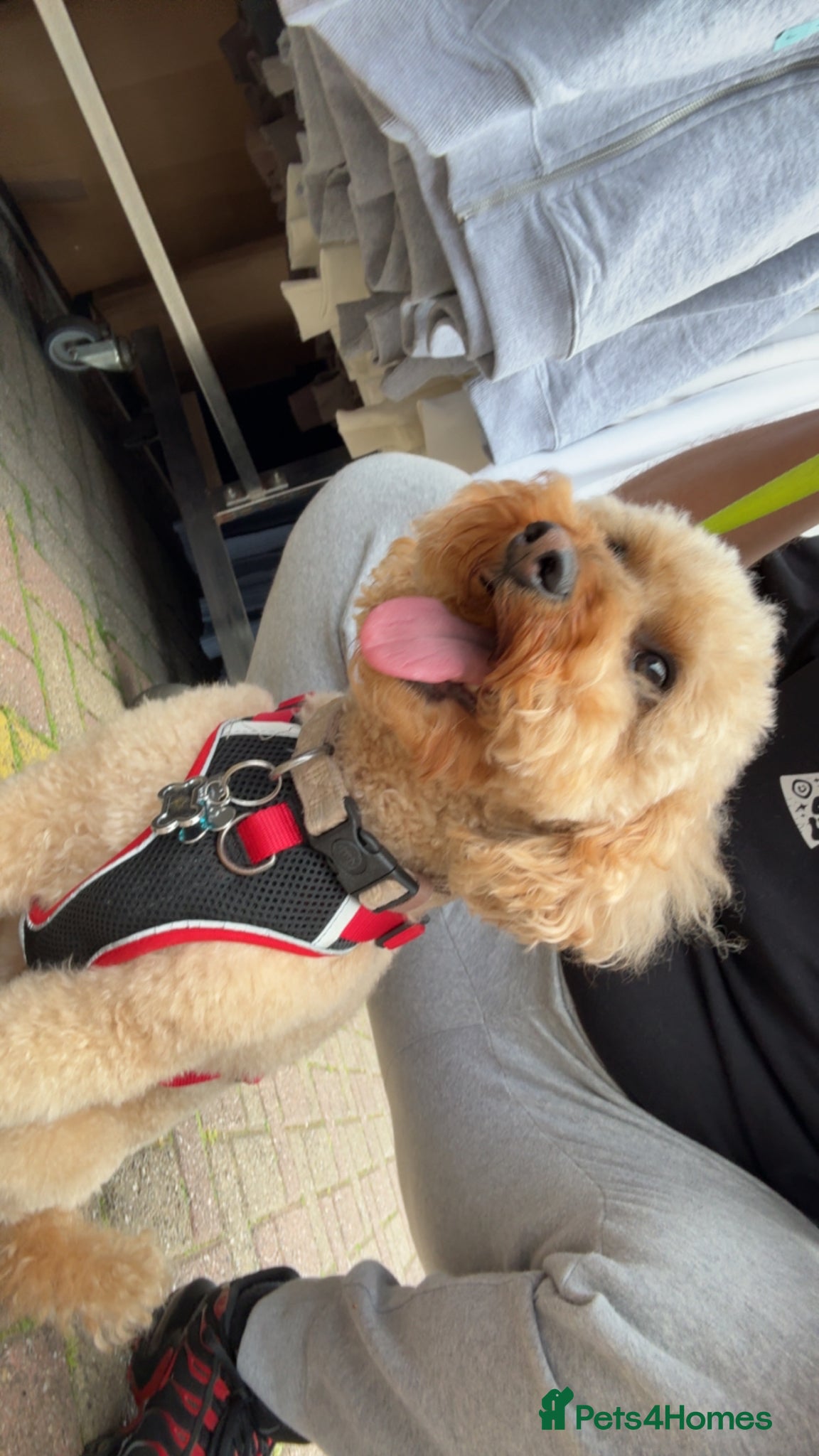 Cockapoo dogs 2 year old Cockapoo ready to stud! - Advert 20