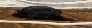 Cocker Spaniel 6