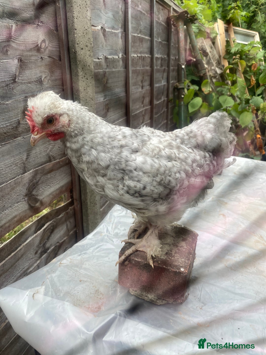 Chickens poultry for sale: Various growers and roos inc sultan, silkie cross  - Image 4