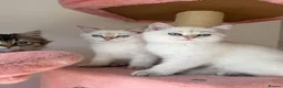 British Longhair cats for sale: WHITE KITTEN COLORPOINT VACCINATED READY FOR HOME - Advert 9