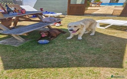 Mixed Breed dogs for sale: Rare black golden cocker puppies - Image 22