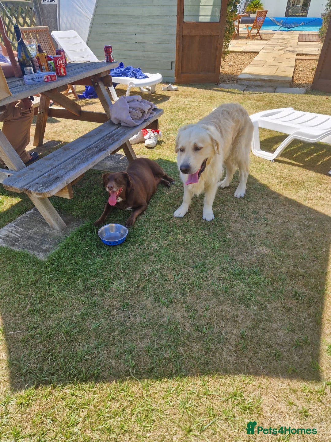 Mixed Breed dogs for sale: Rare black golden cocker puppies - Image 22