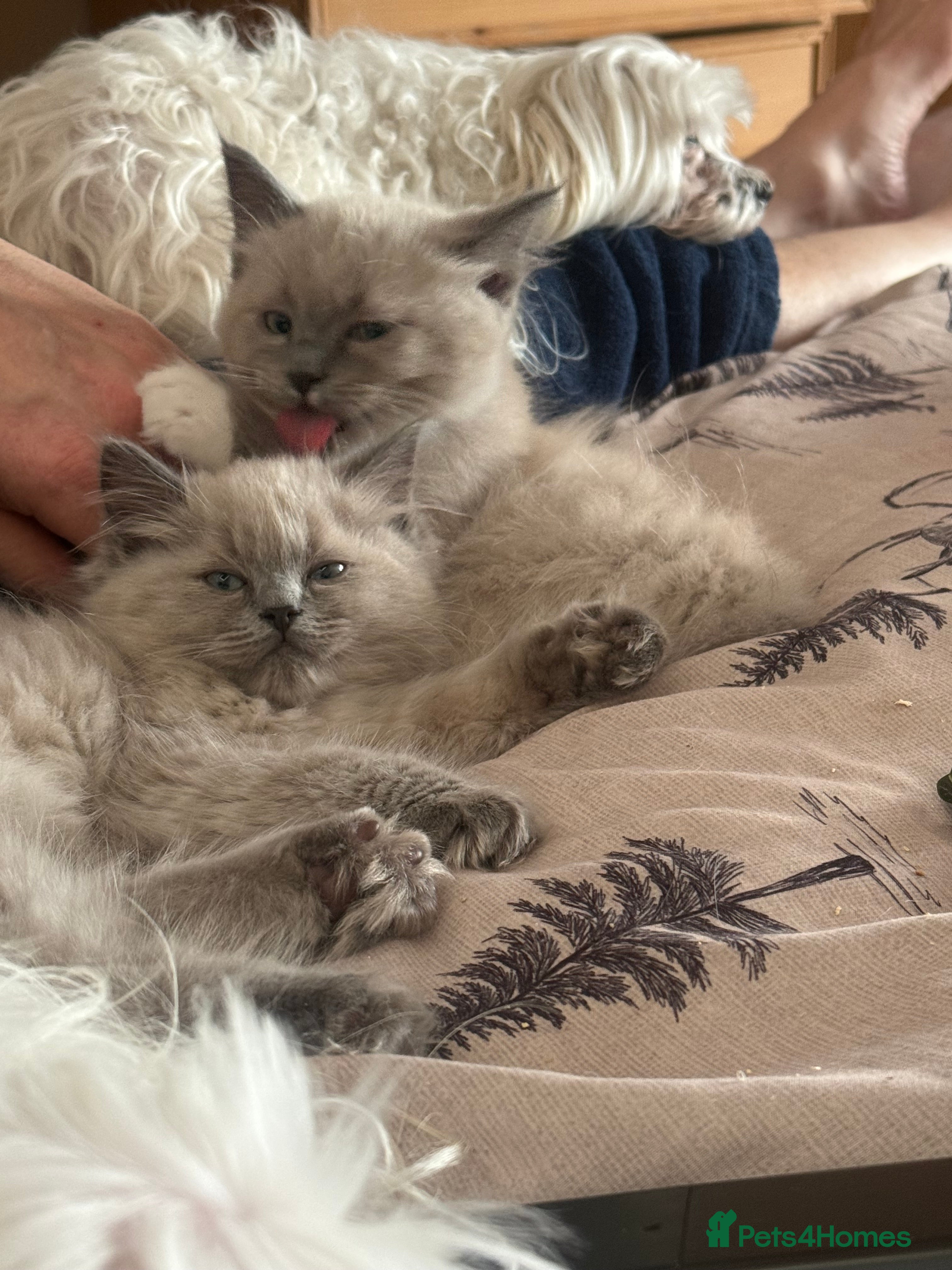 Ragdoll cats BLUE MINK MITTED MALE Ragdoll Kittens  - Advert 4