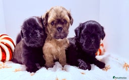Shih Tzu dogs for sale: 3x Beautiful Pedigree Imperial Shih Tzu Girls - Advert 38