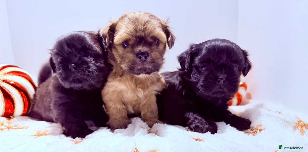 Shih Tzu dogs for sale: 3x Beautiful Pedigree Imperial Shih Tzu Girls - Advert 38