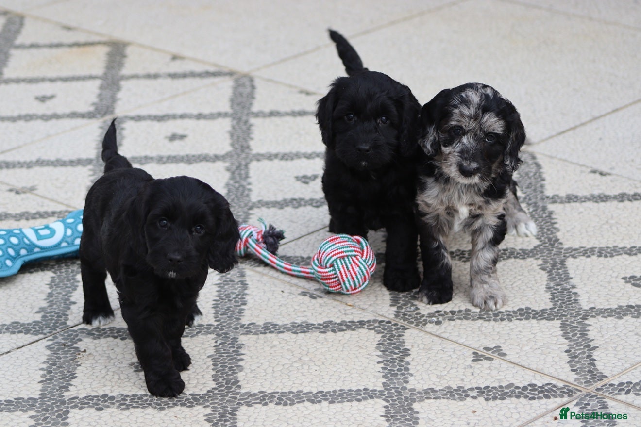 Cockapoo dogs F1 Cockapoo puppies for sale - Advert 1