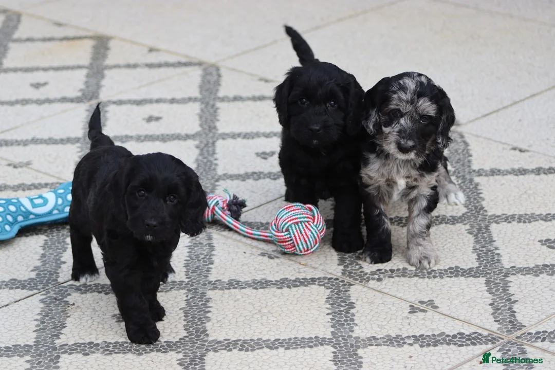 Cockapoo dogs for sale: F1 Cockapoo puppies for sale - Advert 1
