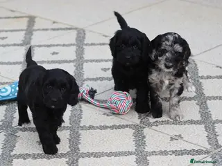 Cockapoo dogs F1 Cockapoo puppies for sale - Advert 1