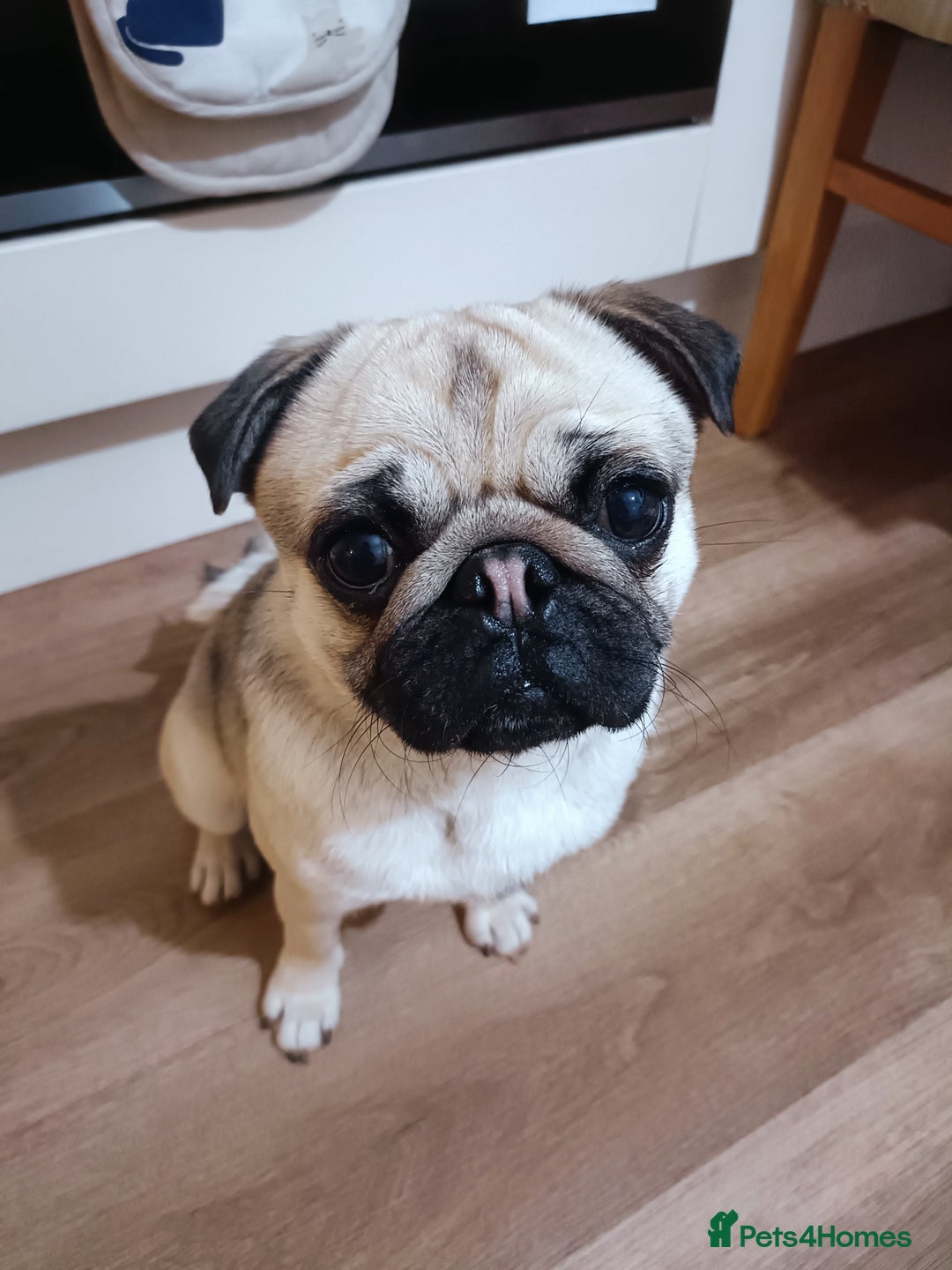 Pug dogs for sale: 2 year old male fawn pug - Image 4