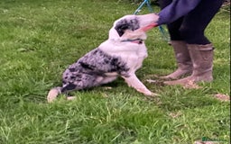 Border Collie dogs for sale: Beautiful Blue Merle Pup - Image 3