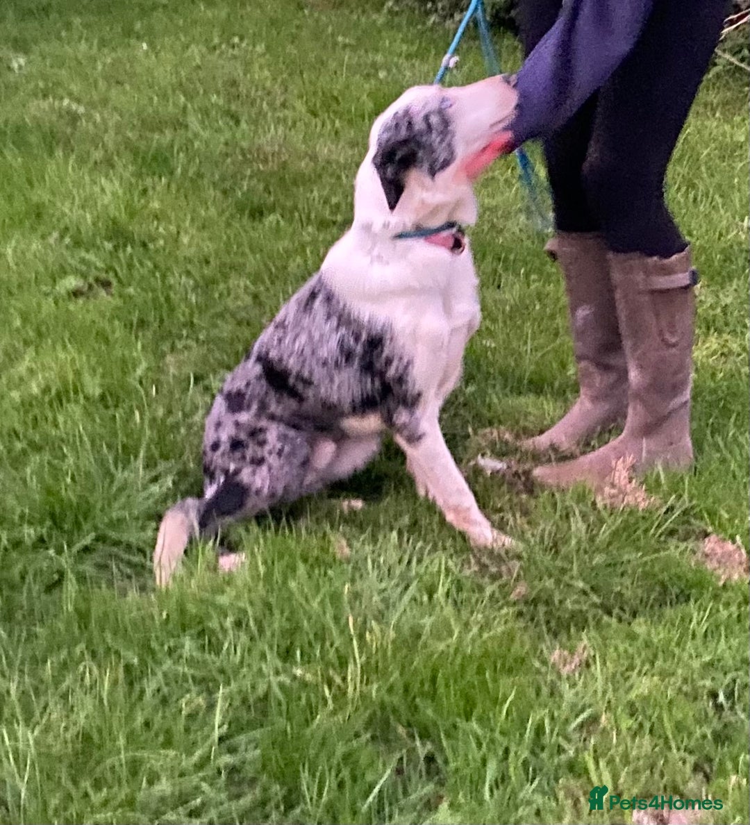 Border Collie dogs for sale: Beautiful Blue Merle Pup - Image 3