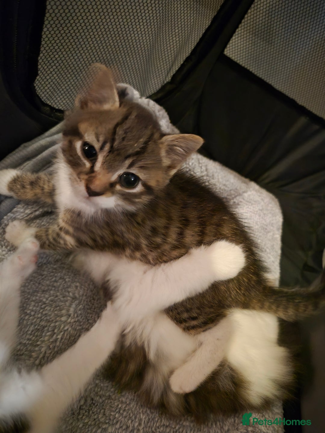 Mixed Breed cats for sale: XxX Gorgeous calico mixedbreed kittens 2 left ♥️  - Advert 31