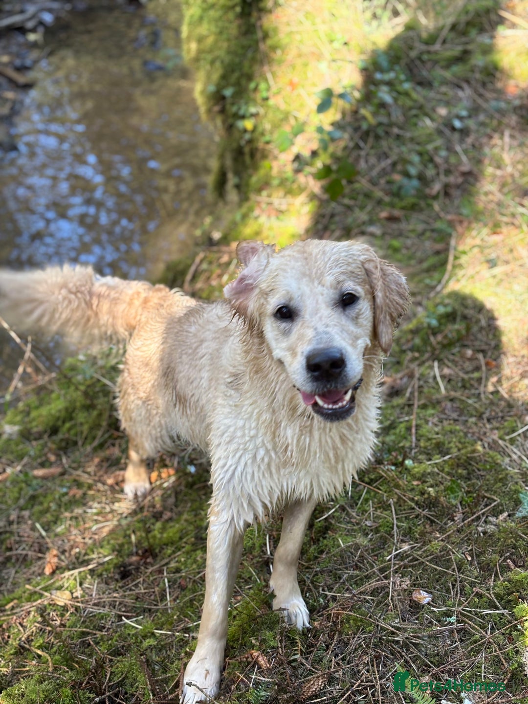 Golden Retriever dogs for sale: KC Registered Golden Retriever Puppies 🐾 - Image 18