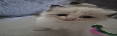 Ragdoll Kitten 5