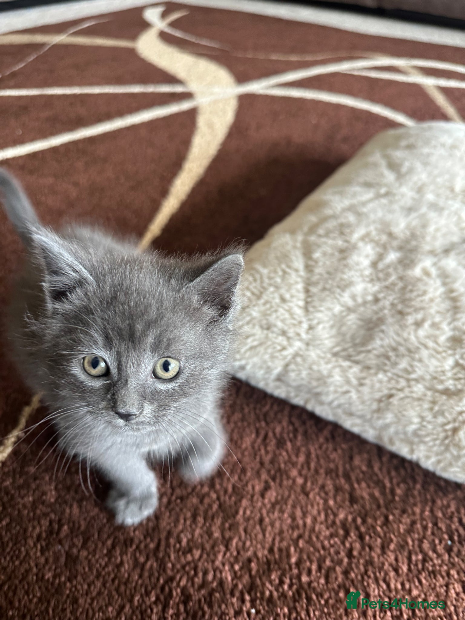 Mixed Breed cats Grey kitten  - Advert 9