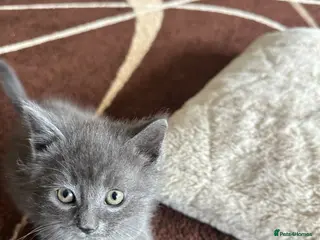 Mixed Breed cats Grey kitten - Advert 9