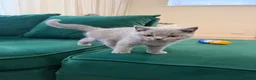 British Shorthair cats for sale: Full Pedigree British Shorthair Kittens  - Advert 6