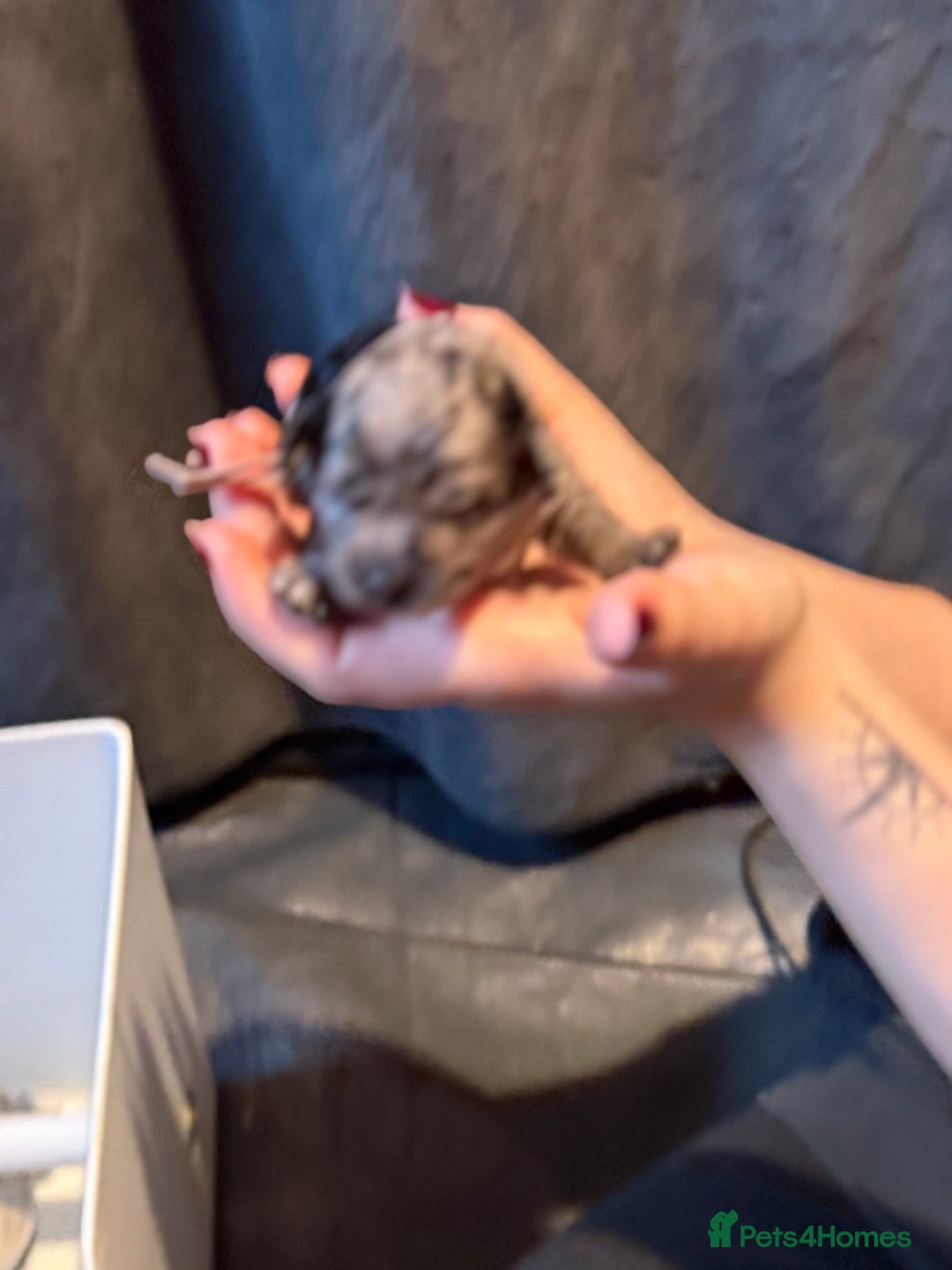 Cavapoo dogs for sale: F1b Health tested Phantom chocolate Merle Cavapoo - Advert 15