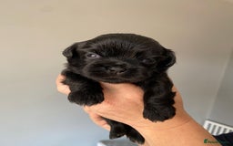 Shih Tzu dogs for sale: 5 Beautiful Shih Tzu for sale - Image 6