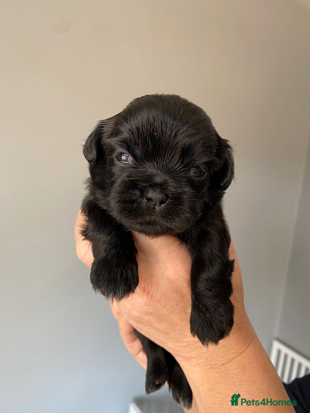 Shih Tzu dogs for sale: 5 Beautiful Shih Tzu for sale - Image 6