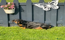 Dachshund dogs for sale: Miniture dachshund  - Image 10