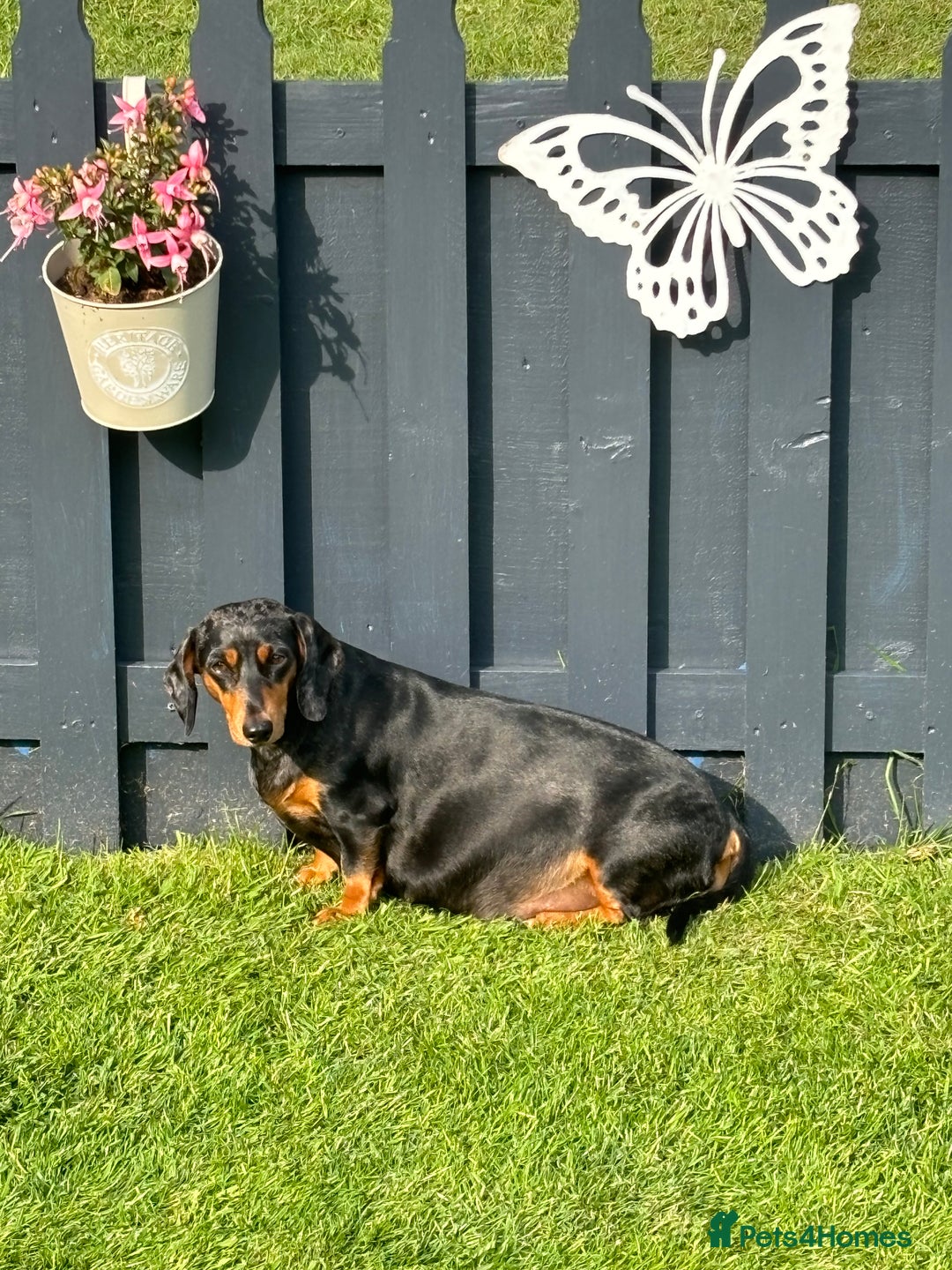 Dachshund dogs for sale: Miniture dachshund  - Image 10