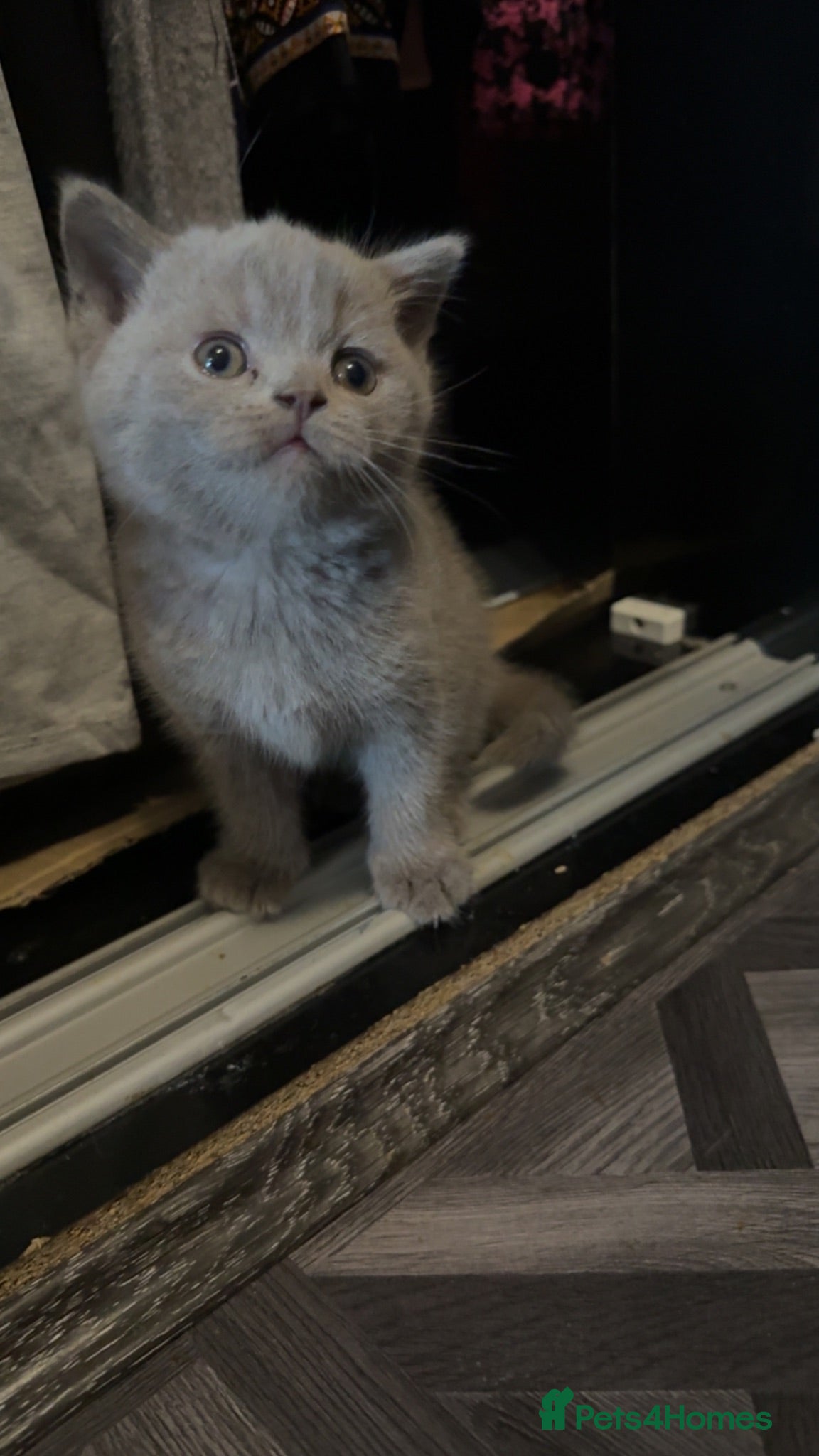 British Shorthair cats British short hairs - Advert 2