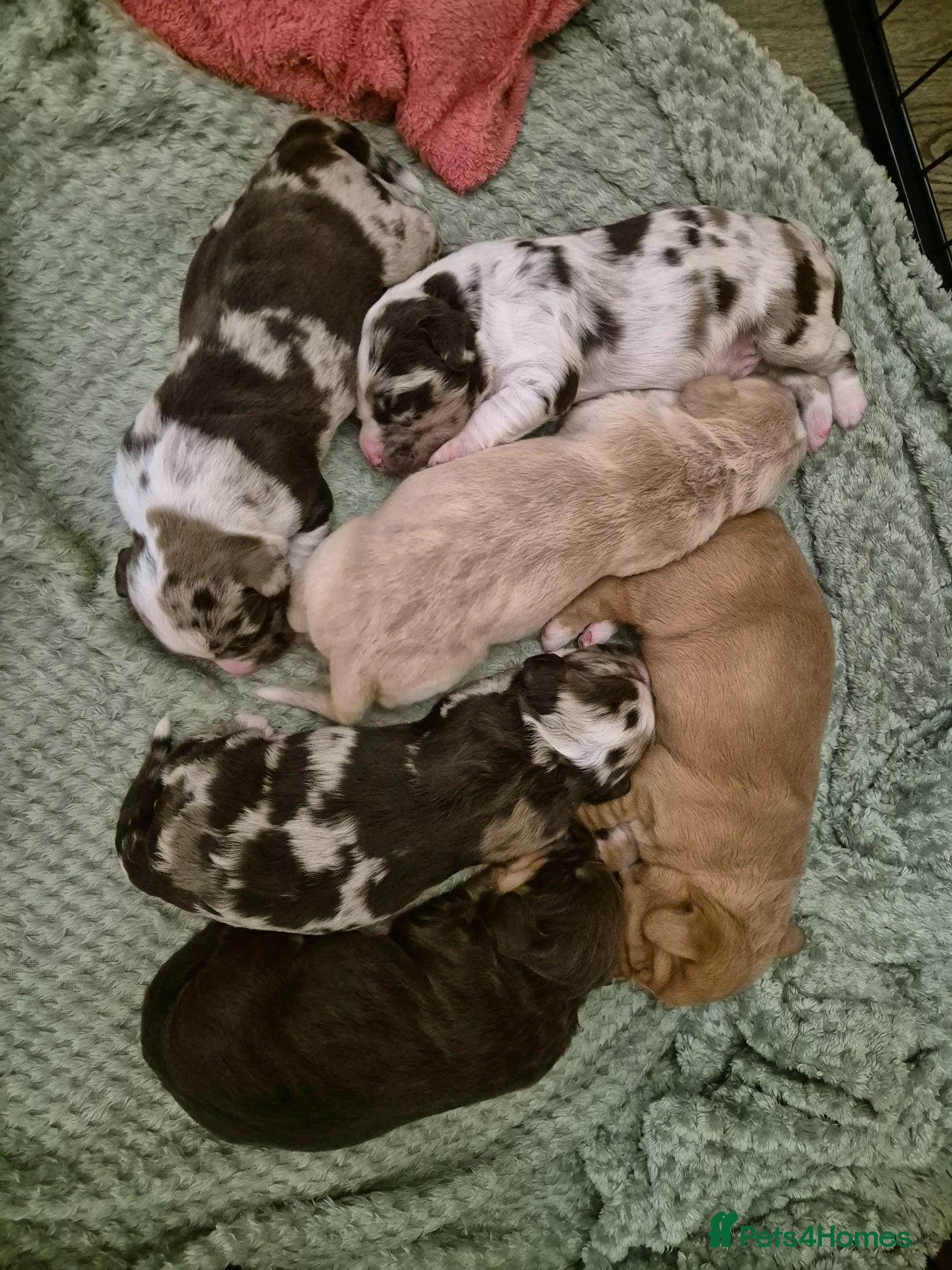 Cockerdor dogs Merle cockerdors  - Advert 1