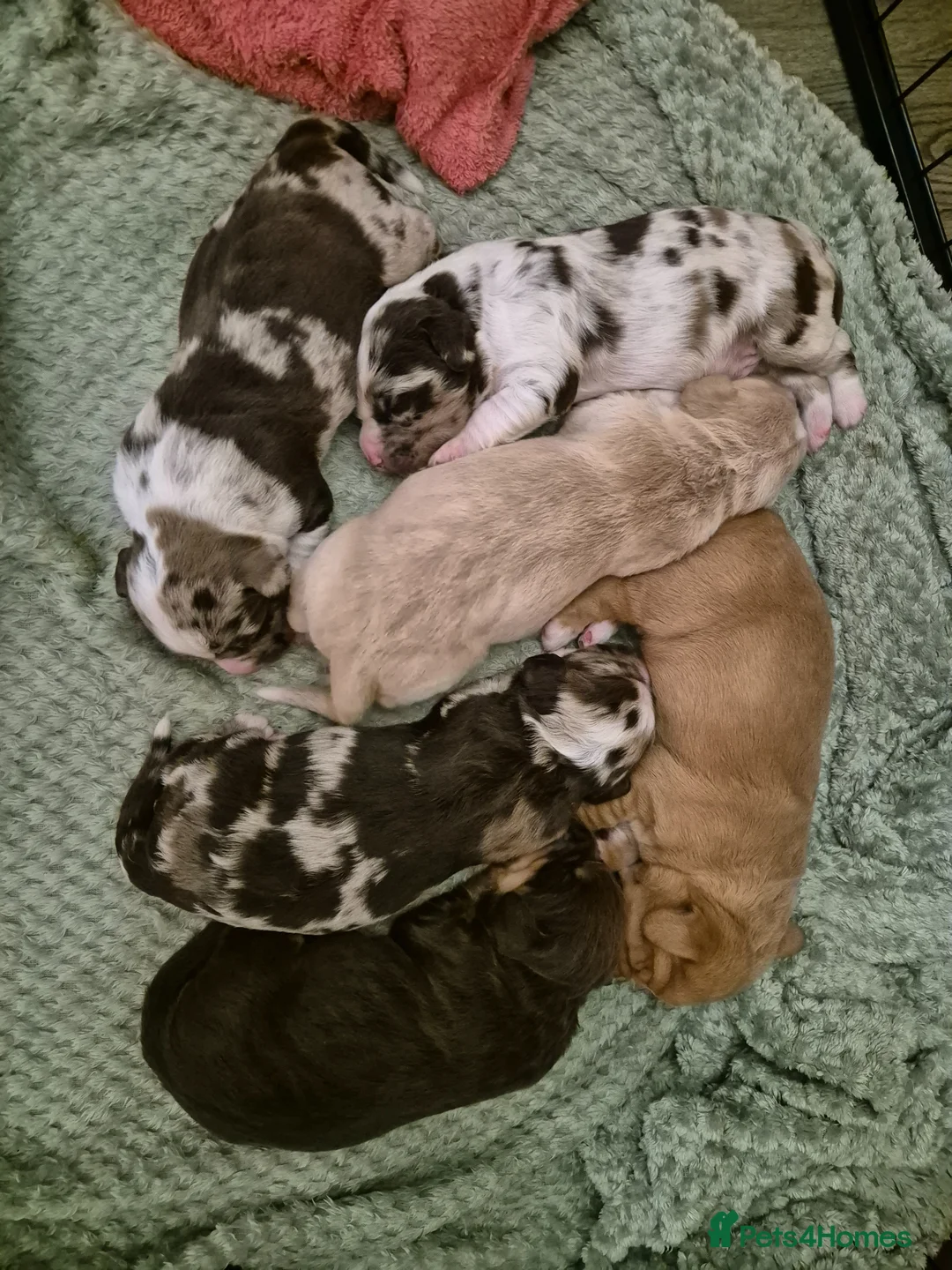 Cockerdor dogs for sale: Merle cockerdors  - Advert 1