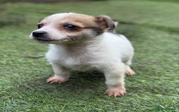 Jack Russell dogs for sale: The cutest little Jack Russel pups ❤️ - Image 16
